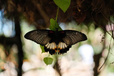 Büyük, çarpıcı bir kelebek, muhtemelen bir Papilio memnon ya da Büyük Mormon, kanatları tamamen yayılmış, güzel siyah, beyaz ve turuncu işaretlerini sergiliyor.