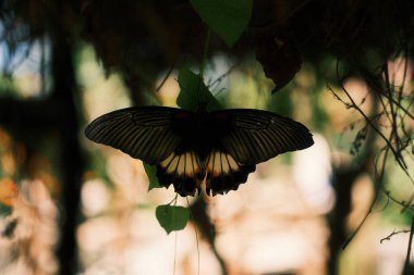 Büyük, çarpıcı bir kelebek, muhtemelen bir Papilio memnon ya da Büyük Mormon, kanatları tamamen yayılmış, güzel siyah, beyaz ve turuncu işaretlerini sergiliyor.