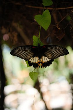 Büyük, çarpıcı bir kelebek, muhtemelen bir Papilio memnon ya da Büyük Mormon, kanatları tamamen yayılmış, güzel siyah, beyaz ve turuncu işaretlerini sergiliyor.