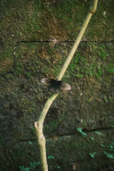 Güzel koyu renkli bir kelebek, muhtemelen Papilio memnon ya da Papilio protenor, ince, kıvrımlı bir dalda ya da sarmaşıkta kanatları hafifçe açık durur.