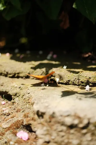 Zarif bir turuncu ve sarı kelebek, muhtemelen bir Vindula dejone, dağınık pembe ve beyaz çiçek yapraklarıyla çevrili, dokulu, topraksı bir yüzeye tünemiştir.