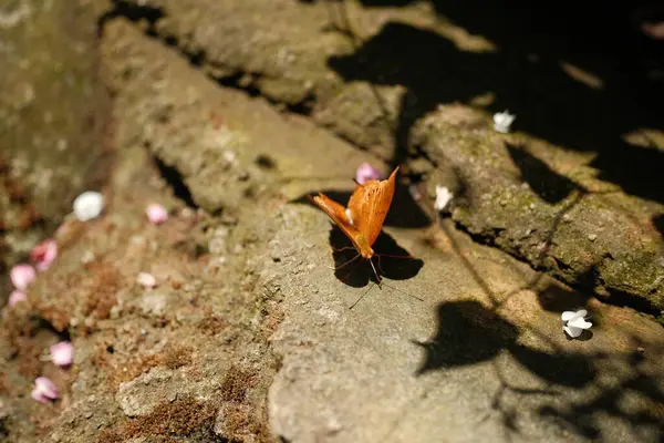Zarif bir turuncu ve sarı kelebek, muhtemelen bir Vindula dejone, dağınık pembe ve beyaz çiçek yapraklarıyla çevrili, dokulu, topraksı bir yüzeye tünemiştir.
