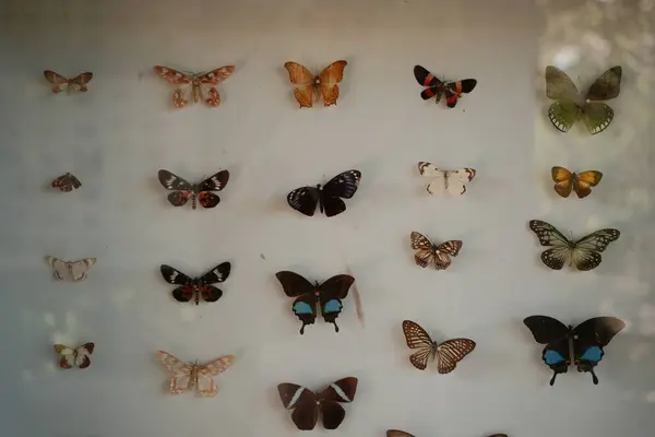 Titizlikle düzenlenmiş egzotik kelebek koleksiyonu canlı renklerini ve el değmemiş beyaz bir arka plana karşı karmaşık kanat şekillerini sergiliyor. Doğa, bilim, biyolojik çeşitlilik ve eğitim gösterimleri ile ilgili konular için ideal