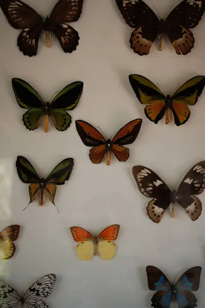 Titizlikle düzenlenmiş egzotik kelebek koleksiyonu canlı renklerini ve el değmemiş beyaz bir arka plana karşı karmaşık kanat şekillerini sergiliyor. Doğa, bilim, biyolojik çeşitlilik ve eğitim gösterimleri ile ilgili konular için ideal