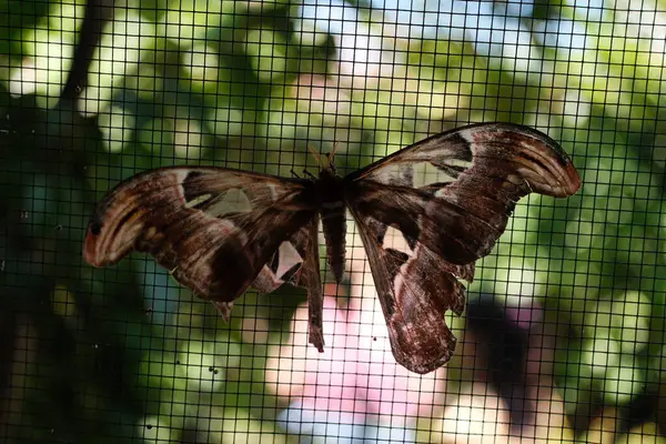 Gerçekten etkileyici bir Atlas güvesi (Attacus atlası), dünyanın en büyük güvelerinden biri, burada yakalanır muhteşem kanatları bir ağ çevresine yayılarak