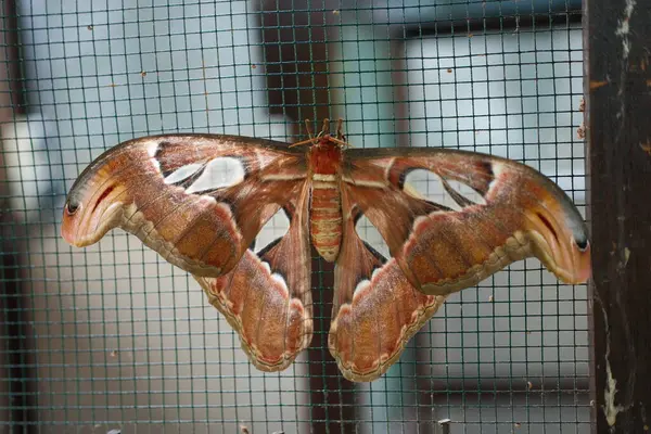 Tropikal bir Atlas Güvesi 'nin muhteşem manzarası, geniş kanatları ve karmaşık desenleri ağların geometrik çizgileriyle çelişiyor.