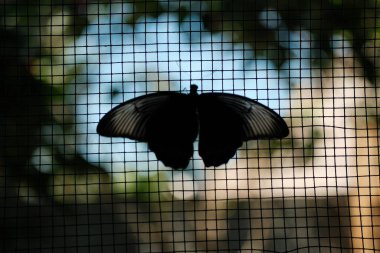 Büyüleyici bir kelebek silueti, muhtemelen bir Papilio politi ya da benzer bir kırlangıç kuyruğu, bir tel örgüye nazikçe tünemiş.