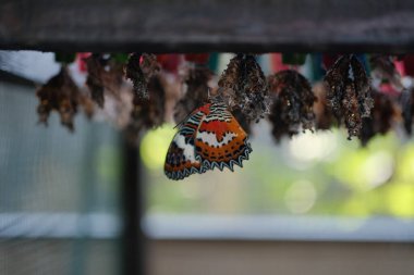 Doğanın büyüleyici bir dönüşüm anı, canlı bir Malay Lacewing kelebeğini (Cethosia biblis) göstermektedir.