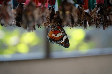 Doğanın büyüleyici bir dönüşüm anı, canlı bir Malay Lacewing kelebeğini (Cethosia biblis) göstermektedir.