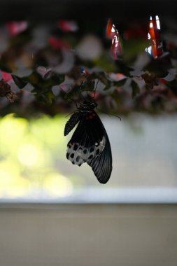 Koyu kanatlı, beyaz ve kırmızı işaretli güzel bir kelebek, pupasından çıktıktan hemen sonra yakalanır.