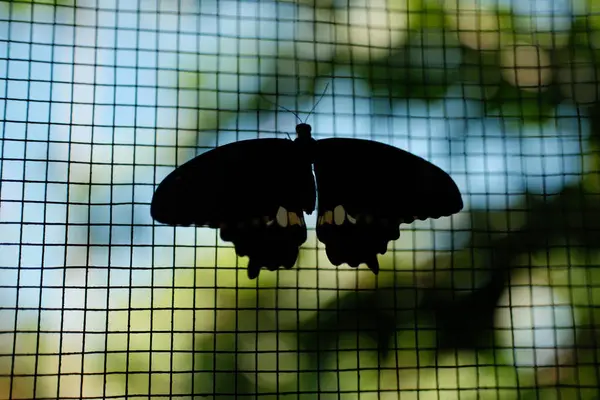 Büyüleyici bir kelebek silueti, muhtemelen bir Papilio politi ya da benzer bir kırlangıç kuyruğu, bir tel örgüye nazikçe tünemiş.
