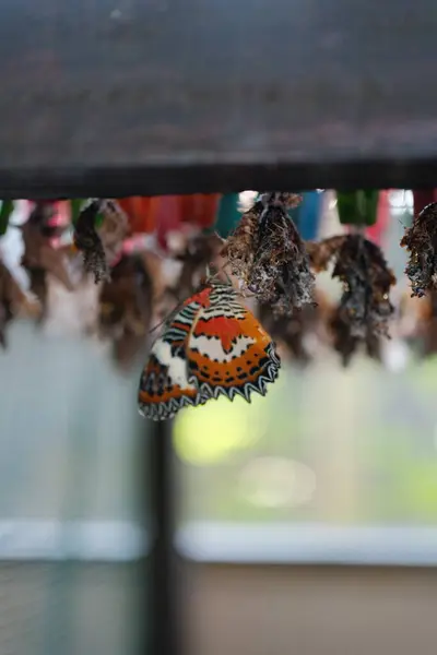 Doğanın büyüleyici bir dönüşüm anı, canlı bir Malay Lacewing kelebeğini (Cethosia biblis) göstermektedir.