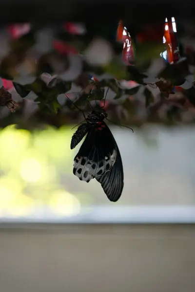Koyu kanatlı, beyaz ve kırmızı işaretli güzel bir kelebek, pupasından çıktıktan hemen sonra yakalanır.