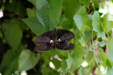 Doğada iki siyah Mormon kelebeğin birleşip karmaşık kanat şekillerini ve narin şekillerini vurguladığı samimi bir an.