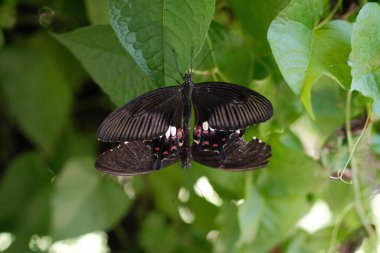 Doğada iki siyah Mormon kelebeğin birleşip karmaşık kanat şekillerini ve narin şekillerini vurguladığı samimi bir an.