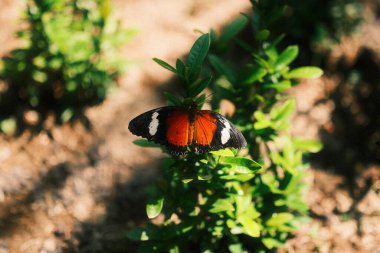 Güzel bir dişi Danaid Eggfly (Hypolimnas misippus) yeşil yapraklı bir bitkinin üzerinde açık kanatlarla dinlenir ve kendine özgü turuncu, siyah ve beyaz işaretlerini gösterir.