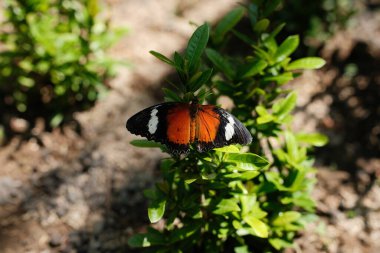 Güzel bir dişi Danaid Eggfly (Hypolimnas misippus) yeşil yapraklı bir bitkinin üzerinde açık kanatlarla dinlenir ve kendine özgü turuncu, siyah ve beyaz işaretlerini gösterir.