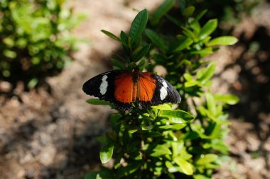 Güzel bir dişi Danaid Eggfly (Hypolimnas misippus) yeşil yapraklı bir bitkinin üzerinde açık kanatlarla dinlenir ve kendine özgü turuncu, siyah ve beyaz işaretlerini gösterir.