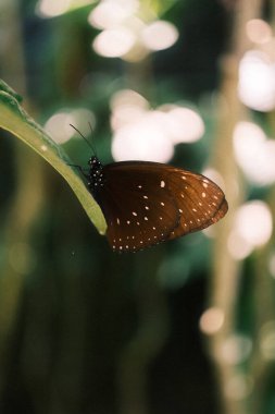 Güzel bir koyu kahverengi karga kelebeği (Euploea türü) canlı yeşil bir yaprağın üzerinde tünemekte, zarif kanatlarını açık beyaz beneklerle göstermektedir..