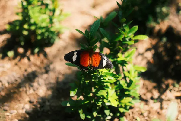Güzel bir dişi Danaid Eggfly (Hypolimnas misippus) yeşil yapraklı bir bitkinin üzerinde açık kanatlarla dinlenir ve kendine özgü turuncu, siyah ve beyaz işaretlerini gösterir.