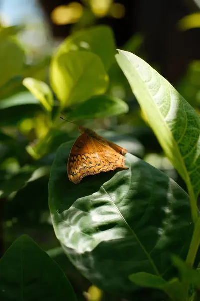 Vindula dejone kelebeğinin yakın çekim görüntüsü, sakin bir şekilde tünediği sırada, dalgalı çizgileri ve göz benzeri noktaları vurguluyor.