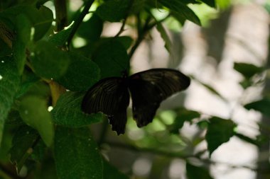 Büyük, koyu kanatlı bir kelebek, muhtemelen bir Büyük Mormon (Papilio memnon), yoğun yeşil yaprakların arasında kısmen görünür, bir gizem hissi yaratır.