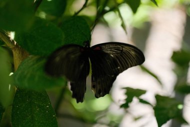 Büyük, koyu kanatlı bir kelebek, muhtemelen bir Büyük Mormon (Papilio memnon), yoğun yeşil yaprakların arasında kısmen görünür, bir gizem hissi yaratır.