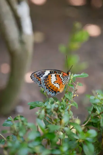Yandan güzel bir Kırmızı Lacewing kelebeği (Cethosia biblis) görülür, onun karmaşık turuncu, siyah ve beyaz kanatları yeşil bir bitkinin üzerinde dururken belirgin bir şekilde sergilenir.
