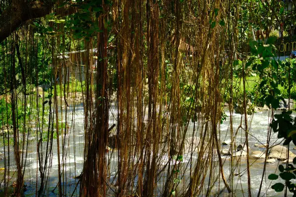 Uzun, kahverengi, sarmaşık veya hava köklerinden oluşan kalın bir ekran, arka planda kısmen akan bir nehri ortaya çıkaran doğal bir perde oluşturur.