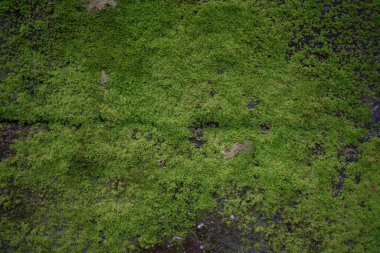 Yüksek açılı, detaylı bir çekim yoğun, parlak yeşil yosun tabakasını yakalar koyu, dokulu bir yüzeye yapışır ve doğal temalar için mükemmel zengin bir organik arkaplan yaratır.