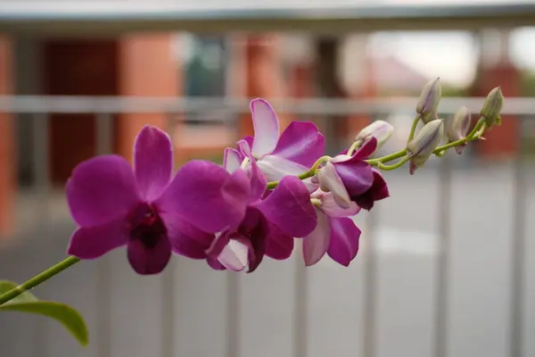 Mor dendrobiyum orkidelerin büyüleyici bir görüntüsü. Çiçek açmış, narin, yeşil bir gövde boyunca açılmamış tomurcuklar yumuşak, bulanık bir arkaplanda..