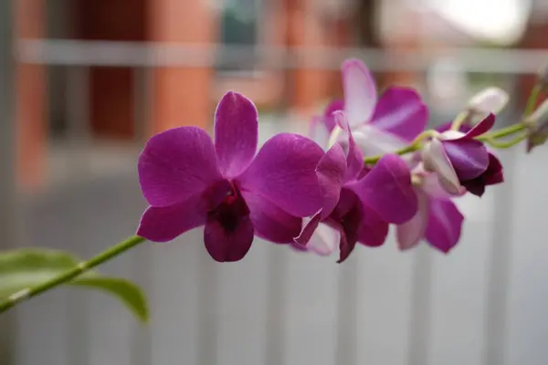 Mor dendrobiyum orkidelerin büyüleyici bir görüntüsü. Çiçek açmış, narin, yeşil bir gövde boyunca açılmamış tomurcuklar yumuşak, bulanık bir arkaplanda..