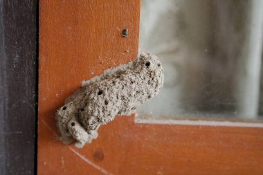Detaylı bir yakın çekim, kaba kahverengi bir ahşap pencere veya kapı çerçevesine yapışmış çamurlu bir dauber arı yuvasını yakalar ve doğal, toprak şeklindeki yapısını gösterir..