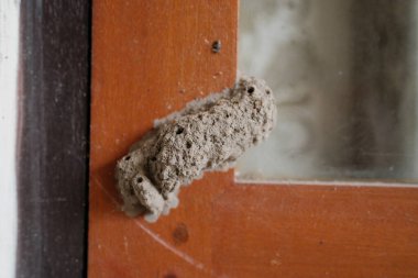 Detaylı bir yakın çekim, kaba kahverengi bir ahşap pencere veya kapı çerçevesine yapışmış çamurlu bir dauber arı yuvasını yakalar ve doğal, toprak şeklindeki yapısını gösterir..