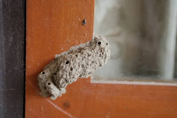 Detaylı bir yakın çekim, kaba kahverengi bir ahşap pencere veya kapı çerçevesine yapışmış çamurlu bir dauber arı yuvasını yakalar ve doğal, toprak şeklindeki yapısını gösterir..