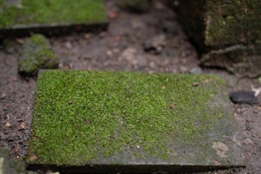 Yoğun, canlı yeşil bir yosun halı, koyu kayalar ve çakıllarla çevrili kare bir taş levhayı kaplar. Rutubetli ve gölgeli bir ortamda doğal büyüme ve dokuyu ön plana çıkarır..