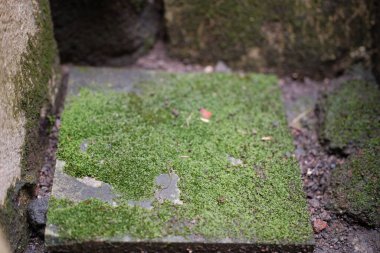 Yoğun, canlı yeşil bir yosun halı, koyu kayalar ve çakıllarla çevrili kare bir taş levhayı kaplar. Rutubetli ve gölgeli bir ortamda doğal büyüme ve dokuyu ön plana çıkarır.