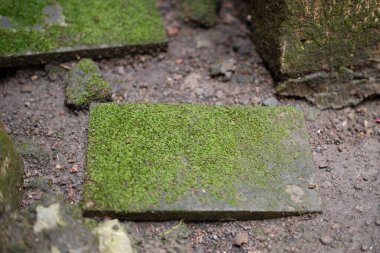 Dikdörtgen şeklindeki taş kaldırım taşı geniş çapta canlı yeşil yosunlarla kaplıdır. Çevredeki nemli, karanlık toprak ve bulanık arkaplan ile çelişir..