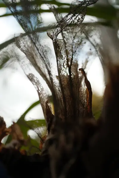 İskeletleşmiş eğreltiotu yaprağının narin ve karmaşık desenleri parlak, dağınık bir arka plana karşı çekilir ve doğanın bozulma ve organik dokularının kırılgan güzelliğini gözler önüne serer..