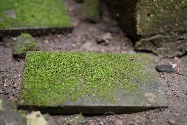 Dikdörtgen şeklindeki taş kaldırım taşı geniş çapta canlı yeşil yosunlarla kaplıdır. Çevredeki nemli, karanlık toprak ve bulanık arkaplan ile çelişir..