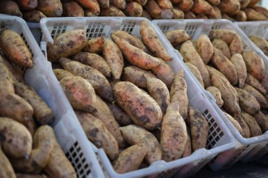 Çok sayıda taze toplanmış tatlı patates beyaz plastik kasalarda güzelce sergileniyor, pazarda satılmaya hazır, doğal, topraksı görünümleri ve bolluğu sergileniyor..