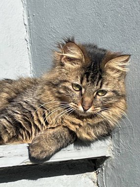 Sokaktaki kedi
