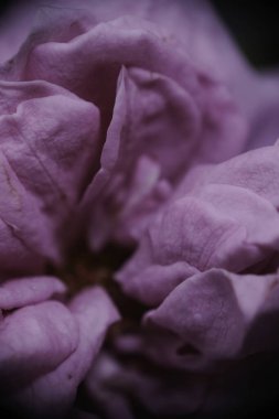 Seçici odak, ev bahçesindeki mor gülün makro fotoğrafı.