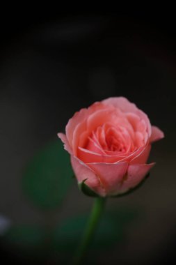 Seçici odak, bahçedeki şeftali gülünün makro fotoğrafı.