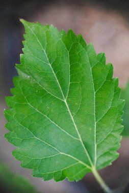 Bahçedeki dut yaprağının yakın çekimi.