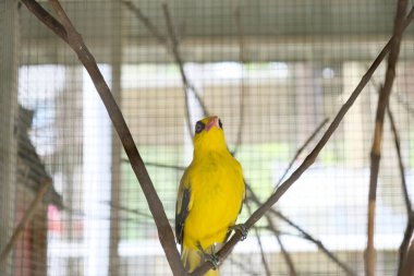 Hayvanat bahçesindeki siyah peçeteli Oriole 'un yakın çekimi.