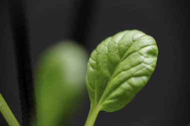 Bok Choy yapraklarını kapatın..