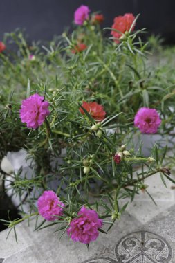 Renkli portulaca grandiflora ya da yosun gülüne yakın çekim.