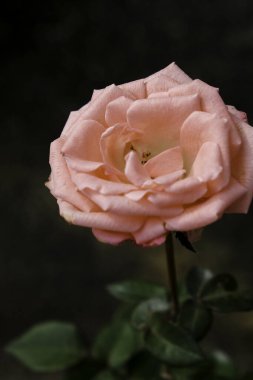 Ev bahçesinde şeftali gülünün yakın çekimi