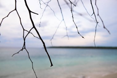 Kumsal geçmişi olan kahverengi dallar